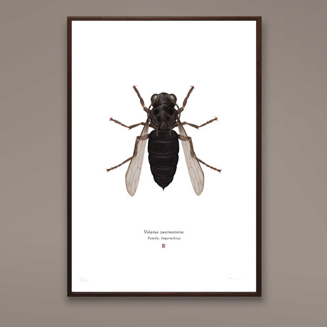 Volatus Trimotoria // TIE Pilot