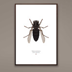 Volatus Trimotoria // TIE Pilot