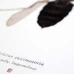 Volatus Trimotoria // TIE Pilot