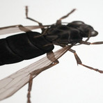 Volatus Trimotoria // TIE Pilot