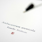 Arenicolus Ambucastrum // Sandcrawler