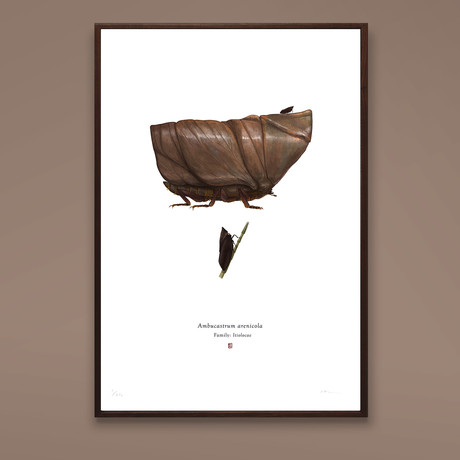 Arenicolus Ambucastrum // Sandcrawler