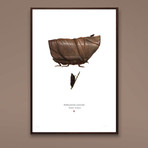 Arenicolus Ambucastrum // Sandcrawler