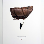 Arenicolus Ambucastrum // Sandcrawler