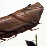 Arenicolus Ambucastrum // Sandcrawler