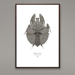 Malluvium Volans // Millenium Falcon