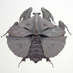 Malluvium Volans // Millenium Falcon