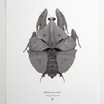 Malluvium Volans // Millenium Falcon