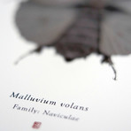 Malluvium Volans // Millenium Falcon