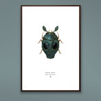 Glaucus Trahaxo // Greedo