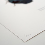 Glaucus Trahaxo // Greedo