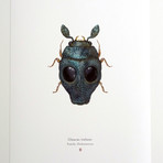 Glaucus Trahaxo // Greedo