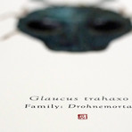 Glaucus Trahaxo // Greedo