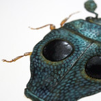 Glaucus Trahaxo // Greedo