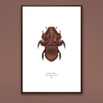 Aureus Aequor // Admiral Akbar