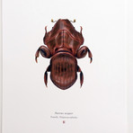 Aureus Aequor // Admiral Akbar