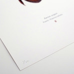 Aureus Aequor // Admiral Akbar