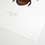 Aureus Aequor // Admiral Akbar