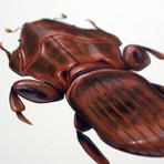 Aureus Aequor // Admiral Akbar