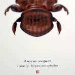 Aureus Aequor // Admiral Akbar