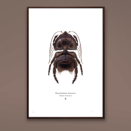 Chaetebarbatus Bonamicii // Chewbacca