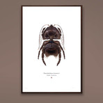 Chaetebarbatus Bonamicii // Chewbacca