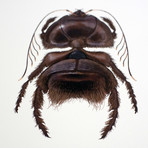 Chaetebarbatus Bonamicii // Chewbacca