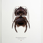 Chaetebarbatus Bonamicii // Chewbacca