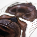 Chaetebarbatus Bonamicii // Chewbacca