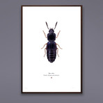 Ego Solus // Han Solo