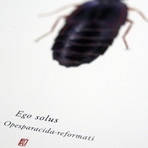 Ego Solus // Han Solo