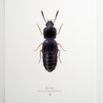 Ego Solus // Han Solo