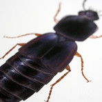 Ego Solus // Han Solo