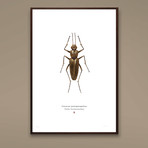 Consocius Potiopoetapolitus // C-3PO