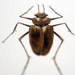 Consocius Potiopoetapolitus // C-3PO