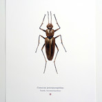 Consocius Potiopoetapolitus // C-3PO