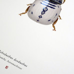 Roboduobus Deoduobus // R2D2