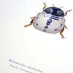 Roboduobus Deoduobus // R2D2