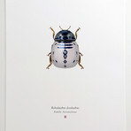 Roboduobus Deoduobus // R2D2