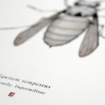 Equitem Tempestus // Stormtrooper