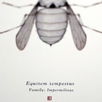 Equitem Tempestus // Stormtrooper