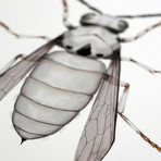 Equitem Tempestus // Stormtrooper