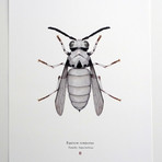 Equitem Tempestus // Stormtrooper