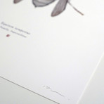 Equitem Tempestus // Stormtrooper