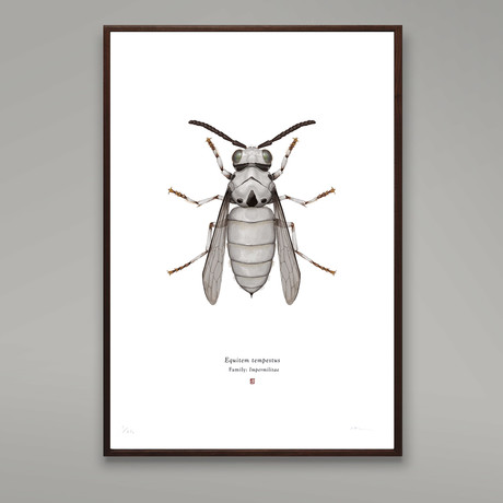 Equitem Tempestus // Stormtrooper