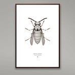 Equitem Tempestus // Stormtrooper