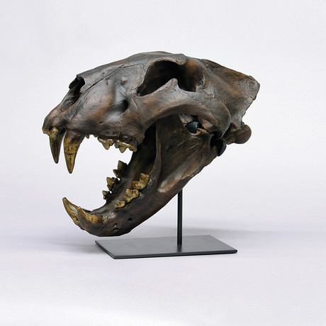 Cave Lion Skull + Stand