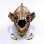 Short-faced Bear Skull + Stand