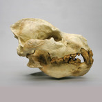 Fossil Hyena Skull + Stand