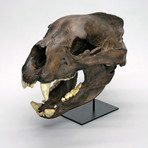 Short-faced Bear Skull + Stand